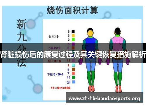 肾脏损伤后的康复过程及其关键恢复措施解析 肾脏损伤后的康复过程及其关键恢复措施解析